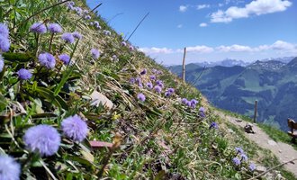 Eine blühende Wiese mit lila Blumen und einem klaren Himmel. Im Hintergrund sind grüne Berge und einige Wolken zu sehen. | © KG Oberstdorf - Kleinwalsertal