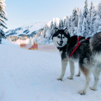 Ein freundlicher Hund steht auf einem verschneiten Weg. Im Hintergrund sind schneebedeckte Bäume und Berge zu sehen.