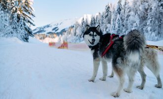 Ein freundlicher Hund steht auf einem verschneiten Weg. Im Hintergrund sind schneebedeckte Bäume und Berge zu sehen.