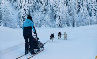 Eine Person zieht einen Schlitten durch die verschneite Landschaft. Im Hintergrund sind schneebedeckte Bäume und eine Gruppe von Schlittenhunden zu sehen.