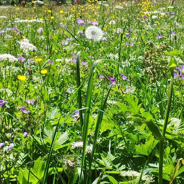 Eine blühende Wiese mit bunten Wildblumen und Gras. Im Vordergrund sind Löwenzahn und andere Pflanzen zu sehen. | © Susanne Tiefenbacher