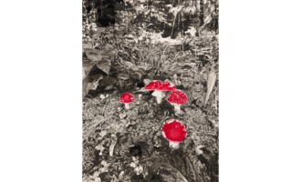 A black-and-white image with bright red mushrooms in a green environment. The red mushrooms stand out strongly against the monochrome landscape. | © Michaela Ortner-Moosbrugger