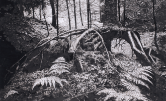 Ein mystischer Wald mit moosbedeckten Felsen und geschwungenen Wurzeln. Fernen Streifen von Licht fallen durch die Bäume. | © Kunstausstellung Michaela Ortner-Moosbrugger