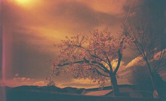A beautiful tree with pink blossoms in front of a dramatic sky. The warm evening atmosphere creates a calm mood. | © Kulturcafe Kleinwalsertal | Sascha Baumann