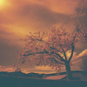 © Kulturcafe Kleinwalsertal | Sascha Baumann A blooming tree in front of a dramatic, orange sky. The clouds give the scene a mystical atmosphere. | © Kulturcafe Kleinwalsertal | Sascha Baumann