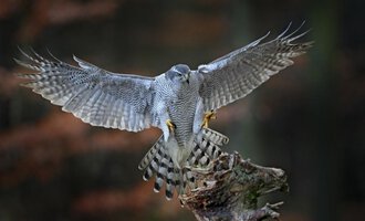 An owl with intense orange eyes and intricately detailed feathers. The background is dark, which makes the owl stand out dramatically. | © iStock & AdobeStock