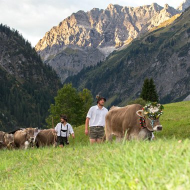 A group of people is herding cows across a green meadow in the mountains. The landscape is surrounded by majestic mountains, and the atmosphere is rural and peaceful.