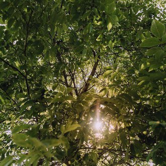 Ein Blick von unten durch die grünen Blätter eines Baumes. Die Sonne scheint durch das Laub und schafft eine friedliche Atmosphäre. | © Das Naturhotel Chesa Valisa****s