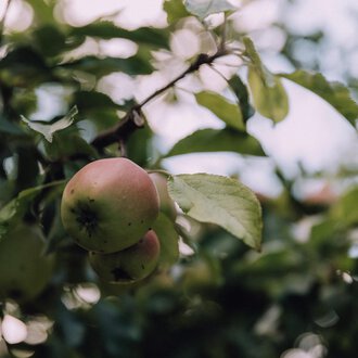 An apple tree with ripe apples and green leaves. The fruits hang in the sun and appear fresh.