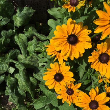 Colorful sunflowers with brown centers grow alongside green leafy vegetables. The image depicts a mixture of vibrant colors and natural vegetation. | © Kleinwalsertal Tourismus