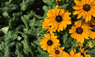 Colorful sunflowers with brown centers grow alongside green leafy vegetables. The image depicts a mixture of vibrant colors and natural vegetation. | © Kleinwalsertal Tourismus