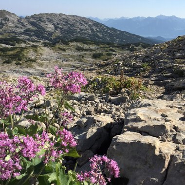 An alpine landscape with colorful, purple flowers in the foreground. In the background, bare rocks and expansive mountains are visible. | © Kleinwalsertal Tourismus | Carolin Schratt