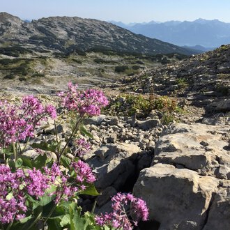 © Kleinwalsertal Tourismus | Carolin Schratt An alpine landscape with colorful, purple flowers in the foreground. In the background, bare rocks and expansive mountains are visible. | © Kleinwalsertal Tourismus | Carolin Schratt