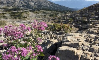 An alpine landscape with colorful, purple flowers in the foreground. In the background, bare rocks and expansive mountains are visible. | © Kleinwalsertal Tourismus | Carolin Schratt