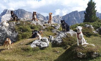 A group of dogs is sitting on rocks in a mountainous landscape. In the background, majestic mountains and a clear sky can be seen. | © S&H Hundewelt Wandertouren GmbH
