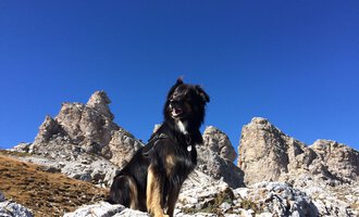 A dog stands proudly on a rock in a mountainous landscape. The sky is clear and blue, surrounded by impressive rock formations. | © S&H Hundewelt Wandertouren GmbH