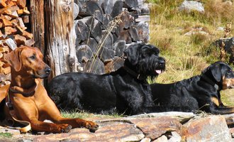 Three dogs are lying relaxed outdoors. They are enjoying the sun against a background of wood stacks and nature. | © S&H Hundewelt Wandertouren GmbH