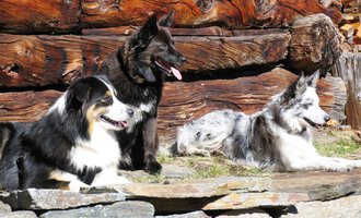Drei Hunde sitzen entspannt vor einem Holzstamm. Die Tiere haben verschiedene Färbungen und genießen die Sonne. | © S&H Hundewelt Wandertouren GmbH