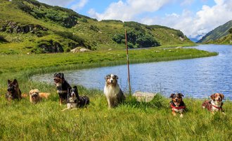 Sieben Hunde sitzen auf einer grünen Wiese neben einem ruhigen See. Im Hintergrund sind sanfte Hügel und ein klarer Himmel zu sehen. | © S&H Hundewelt Wandertouren GmbH
