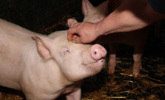 A pig is being stroked by a hand. It is standing in a stable on straw. | © Innere Wiesalpe | Andrea Kainz zuckerschnecke.at