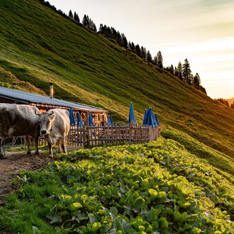 © Kleinwalsertal Tourismus Eine rustikale Almhütte mit Holzverkleidung und einem schrägen Dach. Im Vordergrund gibt es Tische mit blauen Sonnenschirmen in einer grünen Wiesenlandschaft. | © Kleinwalsertal Tourismus