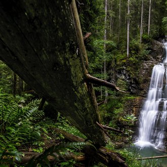 Ein schöner Wasserfall, der durch einen dichten Wald fließt. Umgeben von grünen Pflanzen und hohen Bäumen. | © Kleinwalsertal Tourismus | Dominik Berchtold
