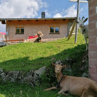 Eine ländliche Szene mit einem Holzhaus und einer grünen Wiese. Zwei Ziegen und eine Kuh entspannen vor dem Gebäude. | © Zwerenalphütte | Patricia Rinner