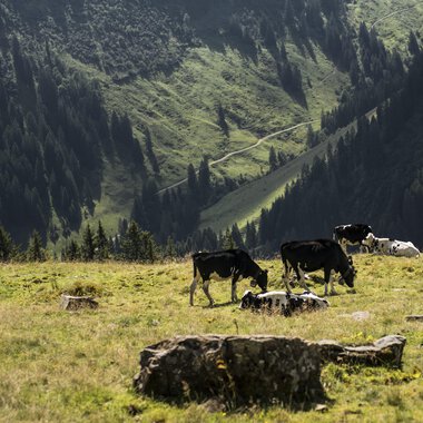 Kühe und Schafe grasen auf einer Bergwiese im Schwarzwald, umgeben von grünen Hügeln und Wäldern, bei sonnigem Wetter. | © Kleinwalsertal Tourismus eGen • Fotograf: Andre Tappe
