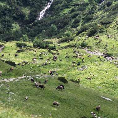 Berglandschaft mit vielen Yaks auf grünen Wiesen, umgeben von steilen Bergwänden, einige Wasserfälle im Hintergrund. | © Kleinwalsertal Tourismus eGen • Fotograf: Andre Tappe