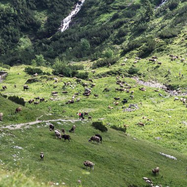 Berglandschaft mit vielen Yaks auf grünen Wiesen, umgeben von steilen Bergwänden, einige Wasserfälle im Hintergrund. | © Kleinwalsertal Tourismus eGen • Fotograf: Andre Tappe