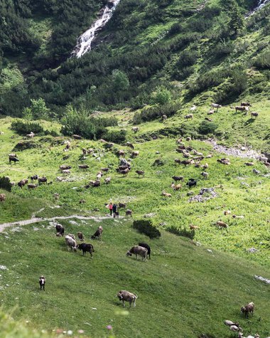 Berglandschaft mit vielen Yaks auf grünen Wiesen, umgeben von steilen Bergwänden, einige Wasserfälle im Hintergrund. | © Kleinwalsertal Tourismus eGen • Fotograf: Andre Tappe