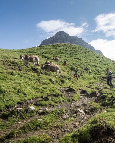 Menschen wandern auf einer grünen, bergigen Wiese mit Kühen, im Hintergrund ein Gipfel unter blauem Himmel. | © Kleinwalsertal Tourismus eGen • Fotograf: Andre Tappe