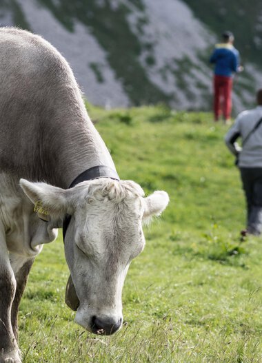 Weide mit Kuh im Vordergrund, im Hintergrund zwei Wanderer in einer grünen Landschaft bei den Bergen. | © Kleinwalsertal Tourismus eGen • Fotograf: Andre Tappe