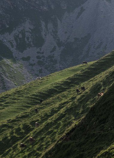 Grüne schräg abfallende Wiese am Berg mit einigen Kühen, vor beeindruckender Bergkulisse. | © Kleinwalsertal Tourismus eGen • Fotograf: Andre Tappe