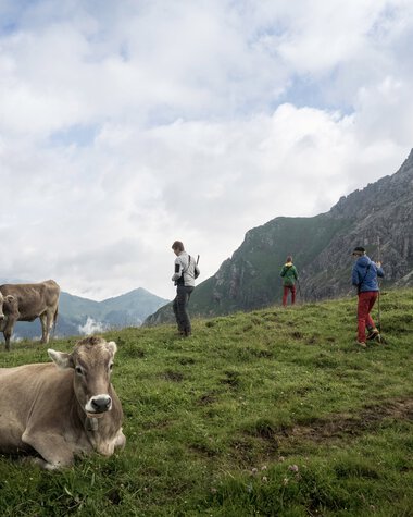 Zwei Kühe auf einer grünen Wiese in den Bergen, mit Wanderern im Hintergrund und einem bewölkten Himmel. | © Kleinwalsertal Tourismus eGen • Fotograf: Andre Tappe