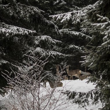 Hirschherde in verschneitem Wald, sichtbar durch Zweige und Bäume | © Kleinwalsertal Tourismus eGen • Fotograf: Andre Tappe