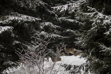 Hirschherde in verschneitem Wald, sichtbar durch Zweige und Bäume | © Kleinwalsertal Tourismus eGen • Fotograf: Andre Tappe