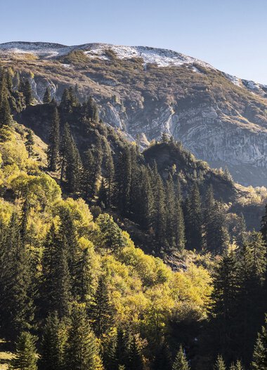 Landschaft im Bärguntal mit bewaldeten Hängen und Blick auf die Berge mit Schnee im Hintergrund. | © Kleinwalsertal Tourismus eGen • Fotograf: Bastian Morell