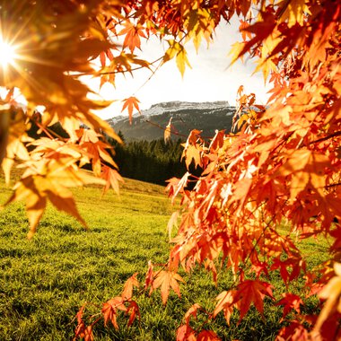 © Kleinwalsertal Tourismus eGen • Fotograf: Dominik Berchthold