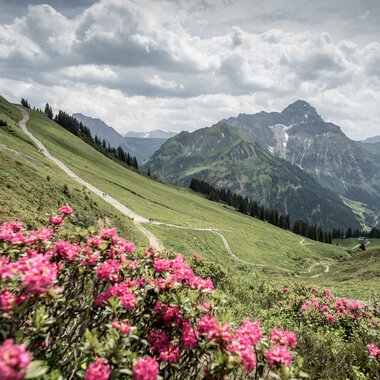 Mountain landscape with a green valley, blooming pink rhododendron bushes in the foreground, and majestic mountains in the background under a cloudy sky. | © Kleinwalsertal Tourismus eGen • Photographer: Dominik Berchtold