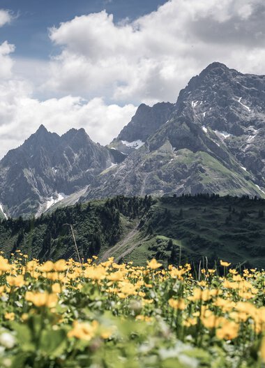 Berglandschaft mit hohen Gipfeln und bewaldeten Hügeln, im Vordergrund ein Feld voller gelber Blumen, bei bewölktem Himmel. | © Kleinwalsertal Tourismus eGen • Fotograf: Dominik Berchtold