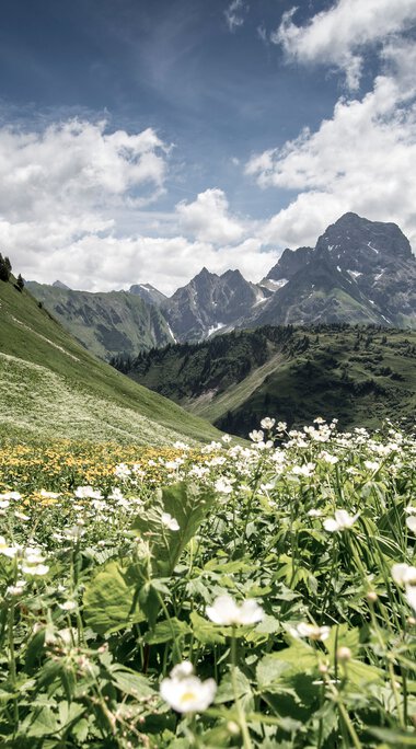 Panorama des Derratals mit Blumenwiese im Vordergrund und Bergen im Hintergrund bei schönem Wetter. | © Kleinwalsertal Tourismus eGen • Fotograf: Dominik Berchtold
