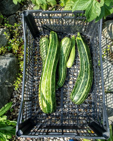 Vier große Zucchini liegen in einem schwarzen Kunststoffkorb auf einem Steingarten, umgeben von grünen Pflanzen und Steinen. | © Kleinwalsertal Tourismus eGen • Fotograf: Dominik Berchtold