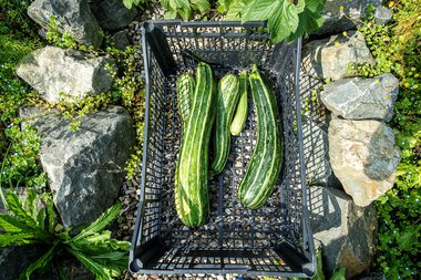 Vier große Zucchini liegen in einem schwarzen Kunststoffkorb auf einem Steingarten, umgeben von grünen Pflanzen und Steinen. | © Kleinwalsertal Tourismus eGen • Fotograf: Dominik Berchtold