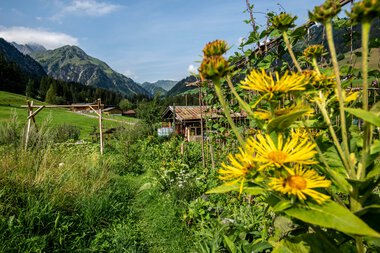 Blick auf einen Permakultur-Garten mit bunten Blumen im Vordergrund, grünen Wiesen und Bergen im Hintergrund, sonniges Wetter. | © Kleinwalsertal Tourismus eGen • Fotograf: Dominik Berchtold