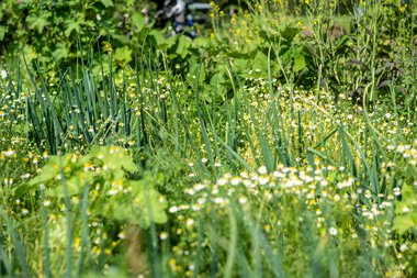 Lebensraum in einem Permakultur-Garten mit verschiedenen grünen Pflanzen, Kräutern und Blumen im Sommer. | © Kleinwalsertal Tourismus eGen • Fotograf: Dominik Berchtold