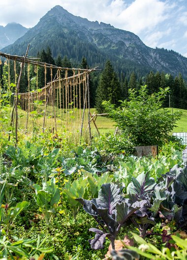 Gemüsegarten vor majestätischer Bergkulisse mit Gemüsepflanzen und Gartenzaun aus Seilen in den Bergen. | © Kleinwalsertal Tourismus eGen • Fotograf: Dominik Berchtold