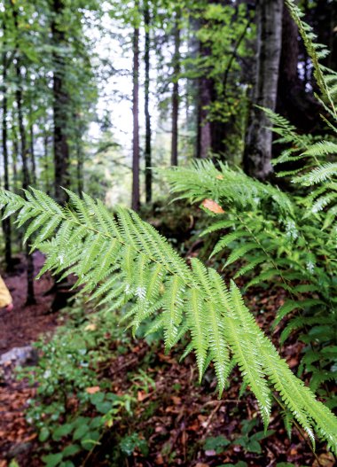 Person in einem gelben Regenmantel wandert durch einen dichten, grünen Wald bei Regen | © Kleinwalsertal Tourismus eGen • Fotograf: Dominik Berchtold