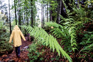 Person in einem gelben Regenmantel wandert durch einen dichten, grünen Wald bei Regen | © Kleinwalsertal Tourismus eGen • Fotograf: Dominik Berchtold