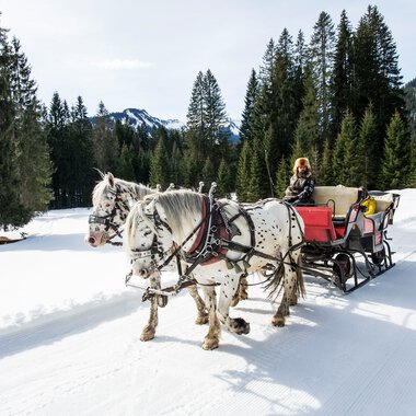 Zwei Ponys ziehen eine Pferdeschlitten-Kutsche durch eine verschneite Winterlandschaft, umgeben von dichten Tannen und Bergen im Hintergrund. | © Kleinwalsertal Tourismus eGen • Fotograf: Dominik Berchtold